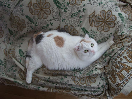 2009_0116chokomomo0007.JPG