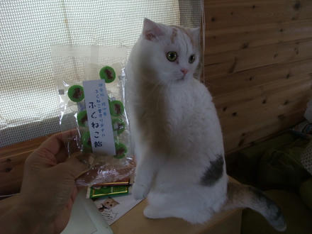 2009_0217chokomomo0014.JPG