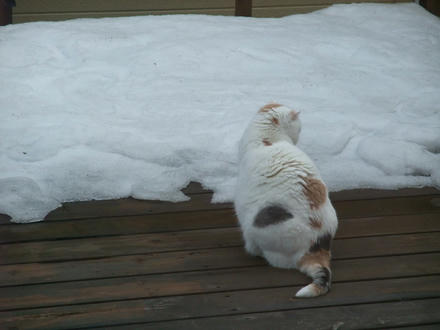 2009_0310chokomomo0001.JPG