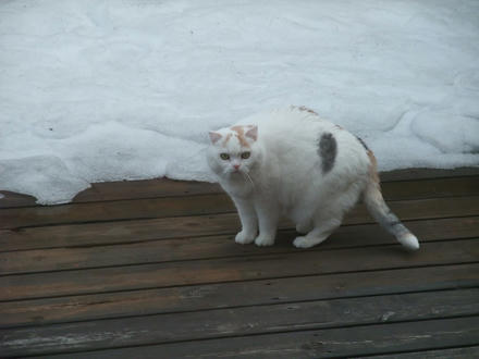 2009_0310chokomomo0002.JPG