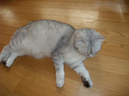 2009_0407chokomomo0005.JPG