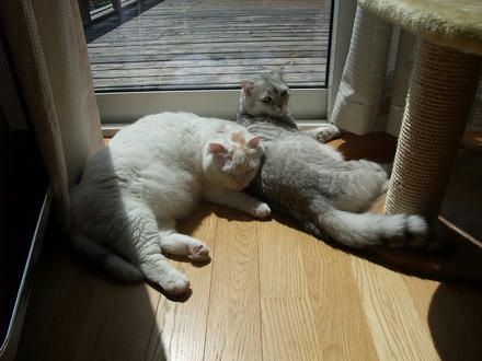 2009_0420chokomomo0007.jpg