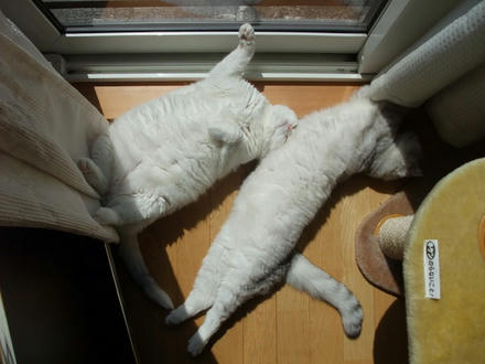 2009_0420chokomomo0012.jpg