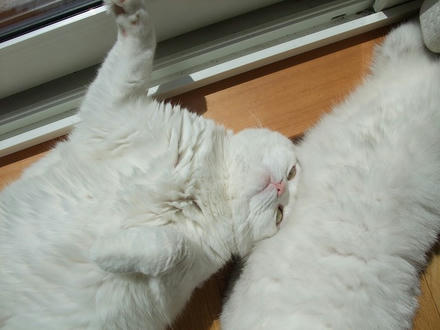 2009_0420chokomomo0013.jpg