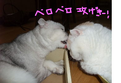 fimg_1240876778.png