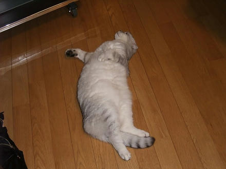 2009_0427chokomomo0019.jpg