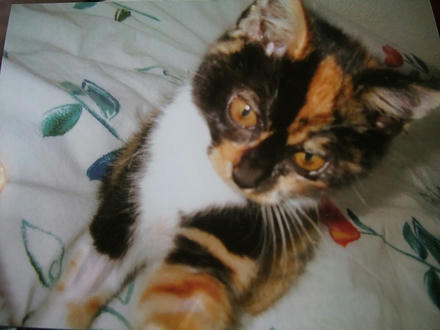 2009_0508chokomomo0001.jpg