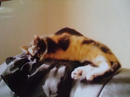 2009_0508chokomomo0003.jpg