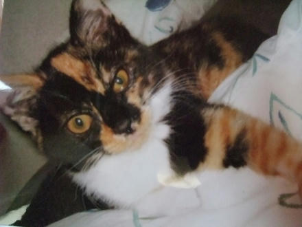 2009_0508chokomomo0006.jpg