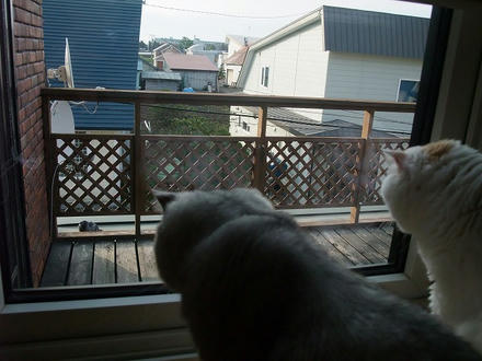 2009_0511chokomomo0003.jpg