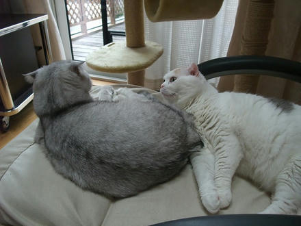 2009_0602chokomomo0002.jpg