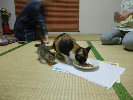 2009_0619chokomomo0005.jpg