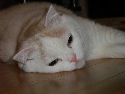 2009_0708chokomomo0010.jpg