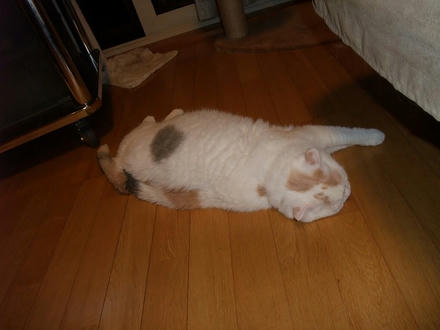 2009_0708chokomomo0011.jpg
