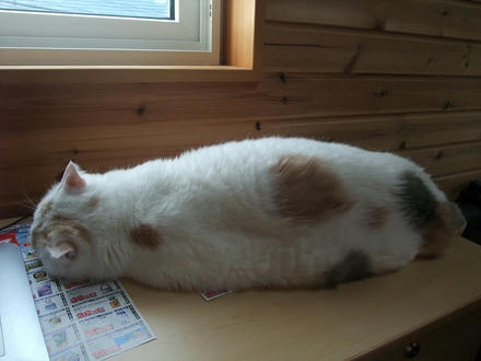 2009_0716chokomomo0011.jpg