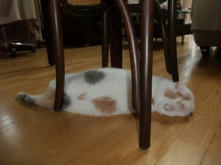 2009_0716chokomomo0007.jpg
