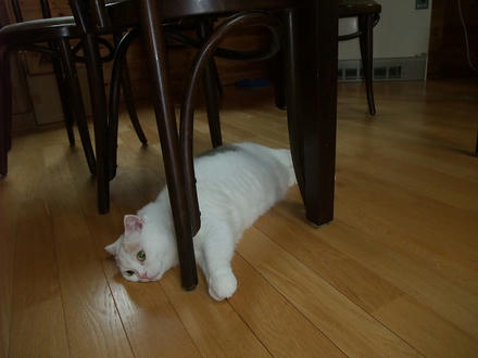 2009_0716chokomomo0006.jpg