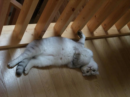 2009_0716chokomomo0008.jpg