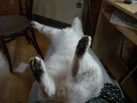 2009_0716chokomomo0002.jpg