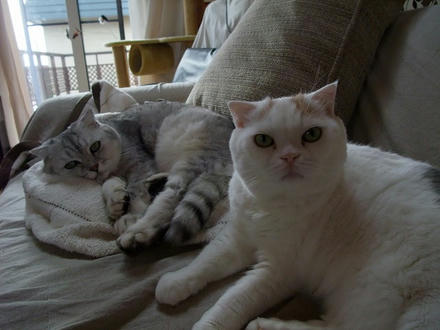 2009_1124chokomomo0010.jpg