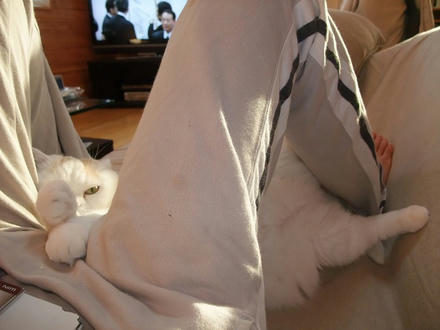 2009_1124chokomomo0013.jpg