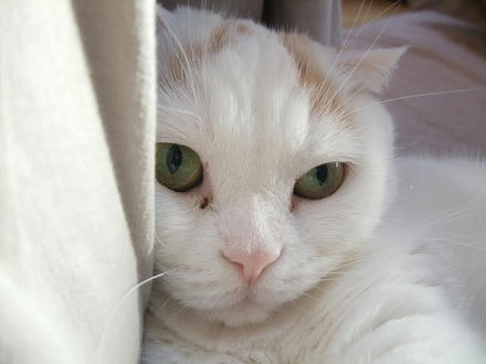 2009_1124chokomomo0014.jpg
