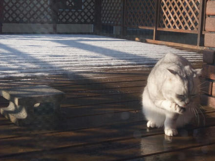 2009_1202chokomomo0009.jpg