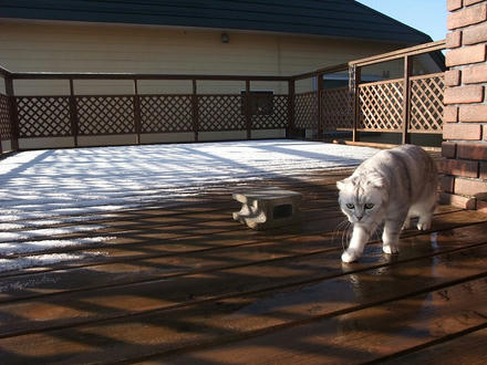2009_1202chokomomo0010.jpg
