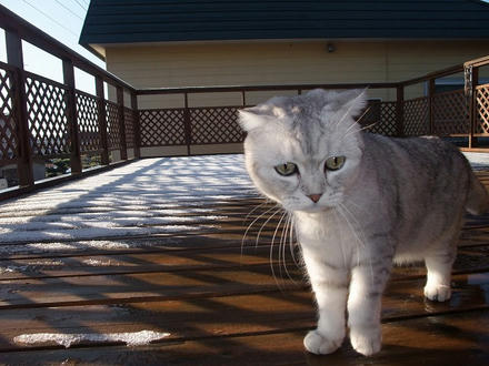 2009_1202chokomomo0011.jpg