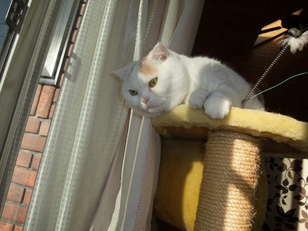 2009_1202chokomomo0014.jpg