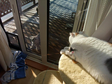 2009_1202chokomomo0015.jpg