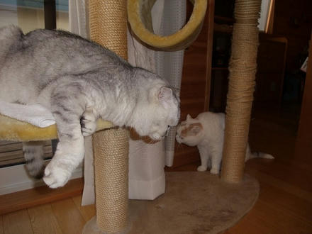 2009_1202chokomomo0003.jpg