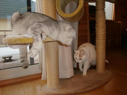 2009_1202chokomomo0004.jpg