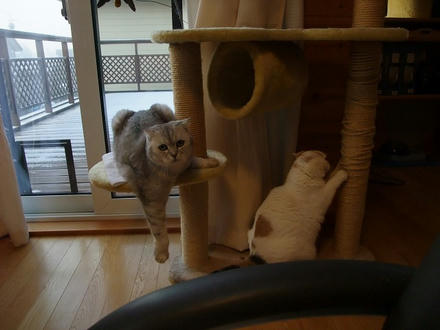 2009_1202chokomomo0002.jpg