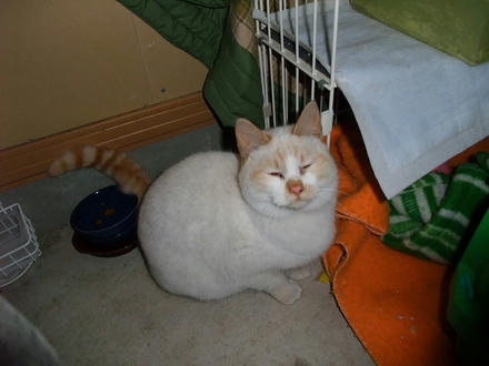 2010_0125chokomomo0003.jpg