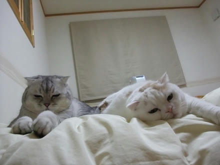 2009_1228chokomomo0005.jpg