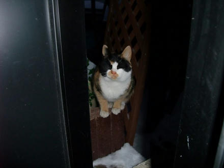 2010_0125chokomomo0004.jpg