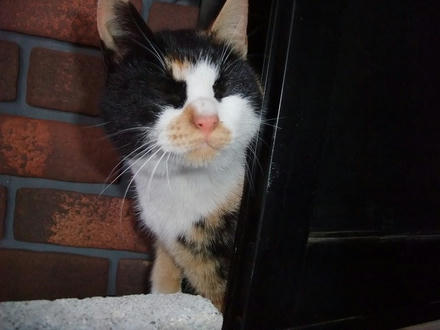 2010_0205chokomomo0001.jpg