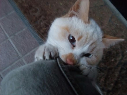 2010_0206chokomomo0001.jpg