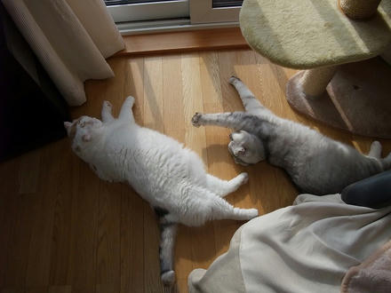 2010_0209chokomomo0009.jpg