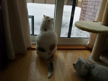 2010_0209chokomomo0011.jpg