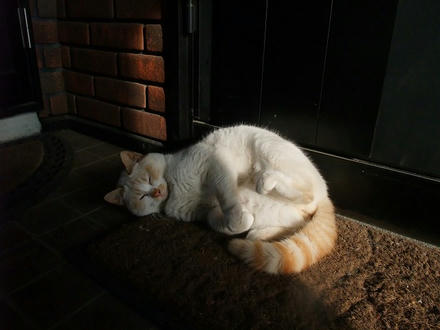 2010_0216chokomomo0011.jpg