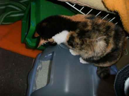 2010_0220chokomomo0005.jpg