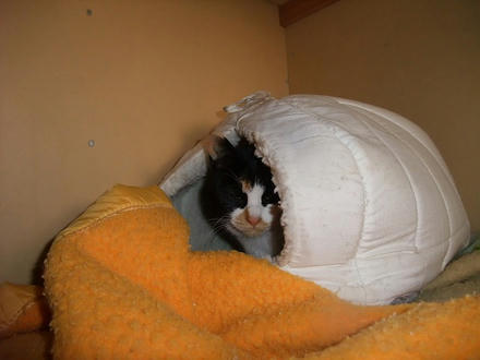 2010_0220chokomomo0006.jpg