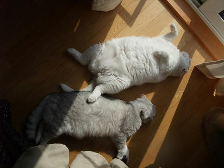 2010_0223chokomomo0006.jpg