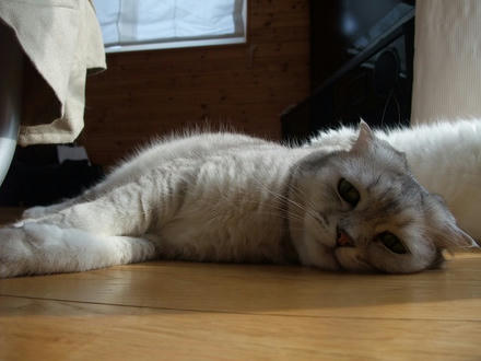 2010_0223chokomomo0007.jpg