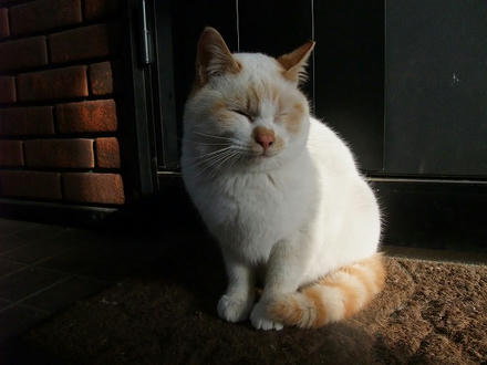 2010_0216chokomomo0012.jpg