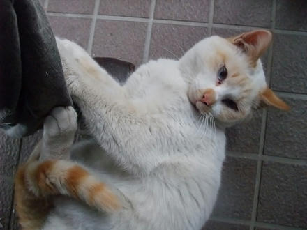 2010_0301chokomomo0001.jpg