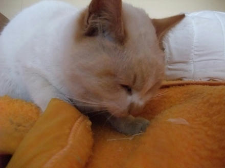 2010_0301chokomomo0003.jpg