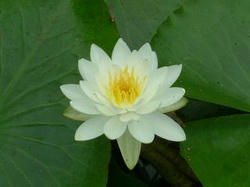 in sodegaura suiren1 2007.06.14